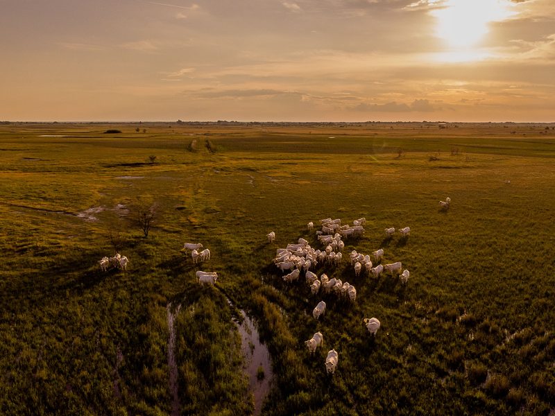 Vista aérea de pasto aberto ao entardecer